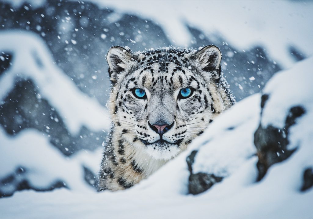 Léopard des Neiges