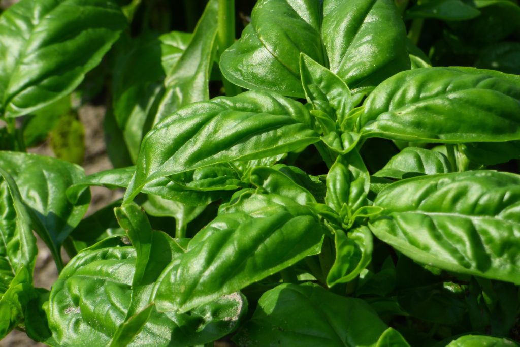 Découvrez le basilic, la plante royale aux mille vertus ! Conscience — free download