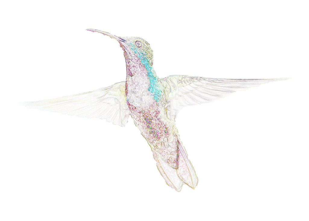 Le colibri, l'oiseau magique