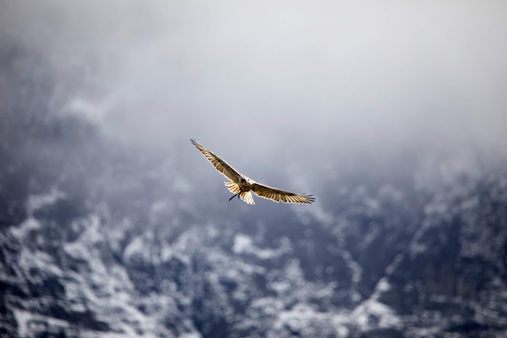 Hawk Traque Chamanique