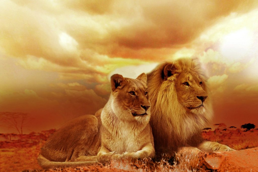 Animal de pouvoir : découvrez la lionne et le lion !