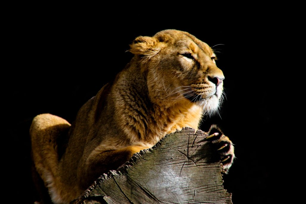 Lionne et griffes