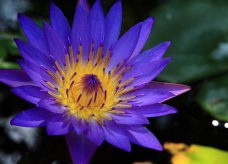 Lotus Bleu hallucinogène