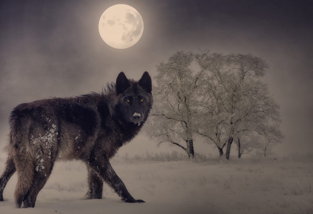 Loup & Pleine Lune