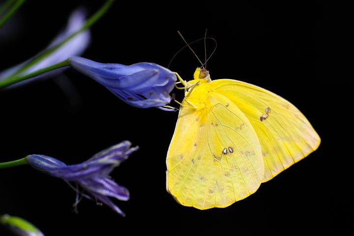 Affrontez le papillon pour entamer votre voyage entre la vie, la mort et la résurrection !