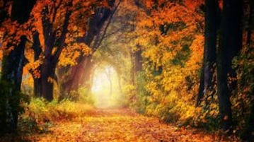 abondance-champignon