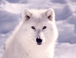 Loup de l'Arctique