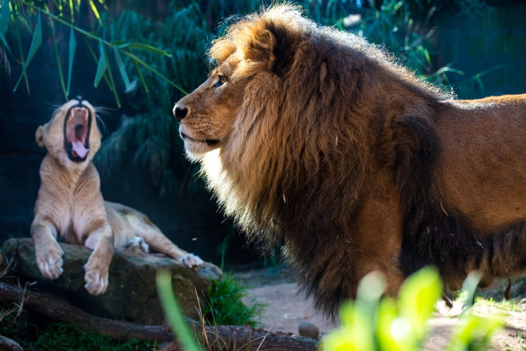 Lion et Lionne