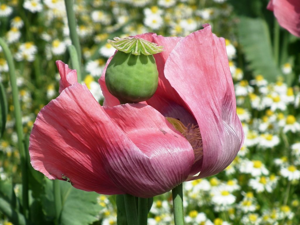 Pavot à opium